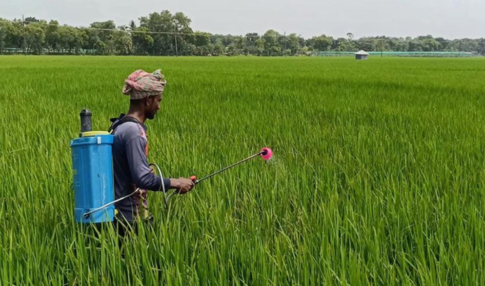 ঝিনাইদহে রোপা আমনে মাজরা পোকার আক্রমণ, দিশেহারা কৃষক।