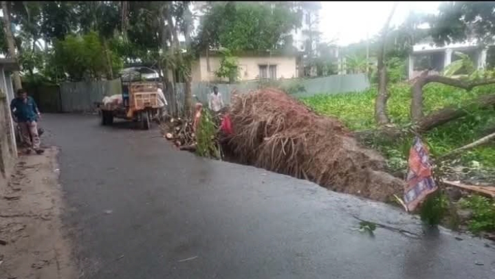 বোয়ালমারীতে ঝড়ে পড়া গাছ নিয়ে বিভ্রান্তি: সাংবাদিকদের দাবিতে উত্তেজনা, সাবেক কাউন্সিলরের মধ্যস্থতায় সমাধান,,