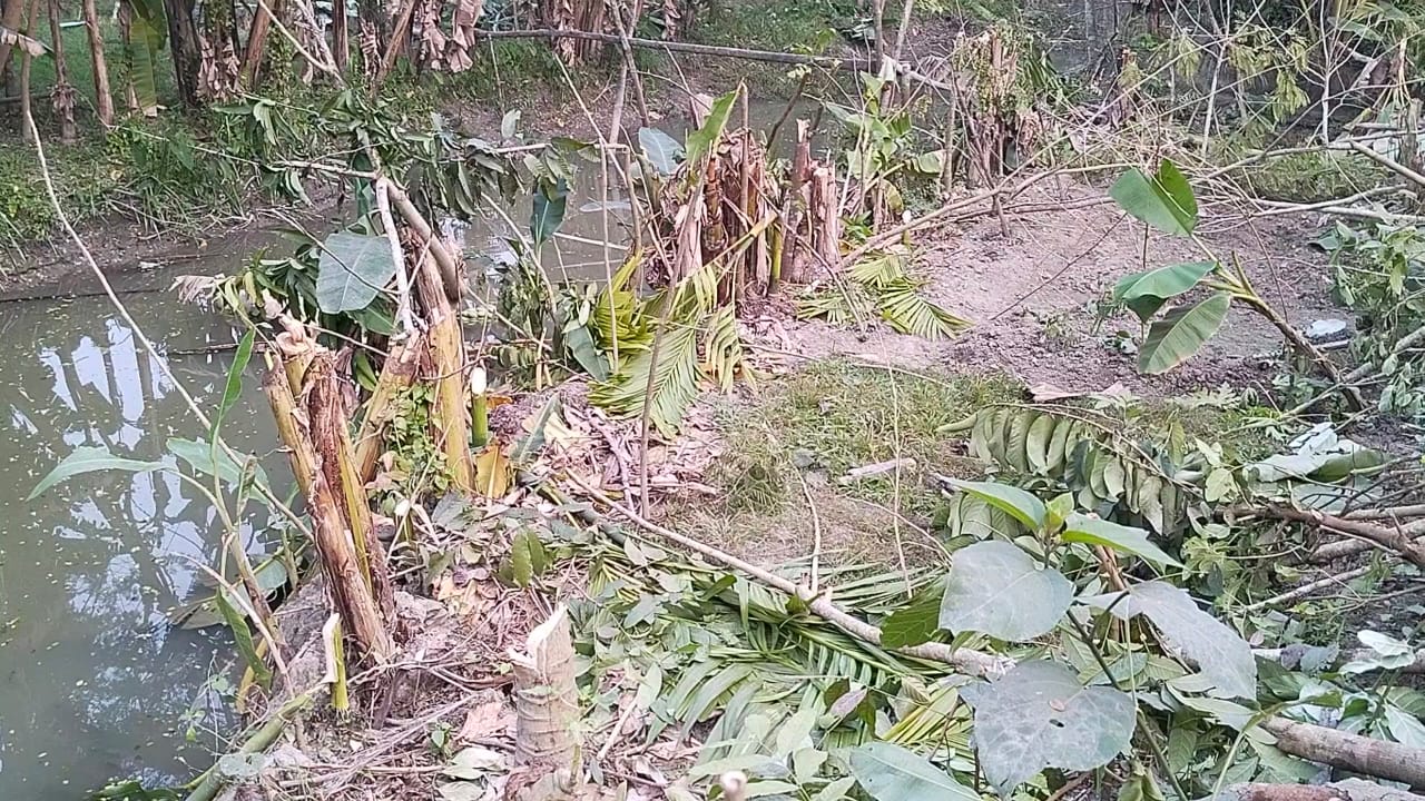 রাজাপুরে কৃষকের দুই শতাধিক গাছ কেটে জমি দখলের চেষ্টার অভিযোগ,,
