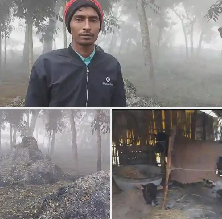 গৌরীপুরে দুষ্কৃতকারীর হামলায় মুস্তা খান নামে কৃষকের ফসল ও গবাদিপশু হুমকির মুখে,,