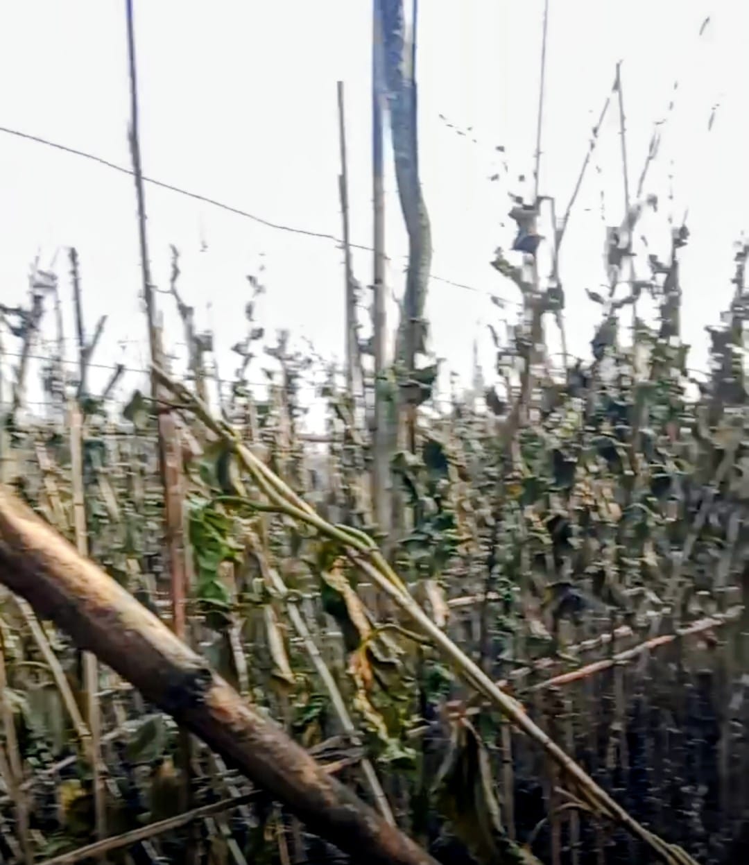 হরিণাকুণ্ডুতে পানের বরজে ভয়াবহ আগুন: নিঃস্ব বহু চাষি,,